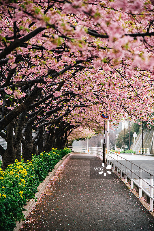 河津樱花-春天的最初迹象（三浦海岸站）图片素材