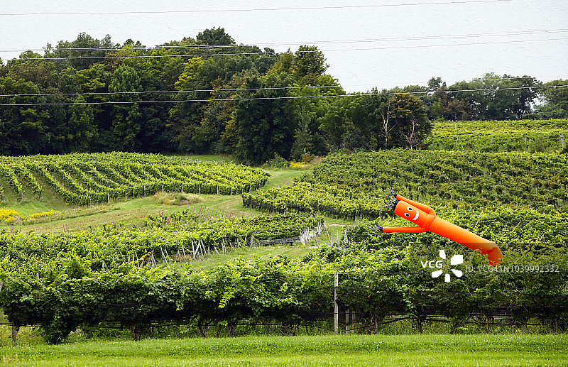 带稻草人的葡萄园图片素材