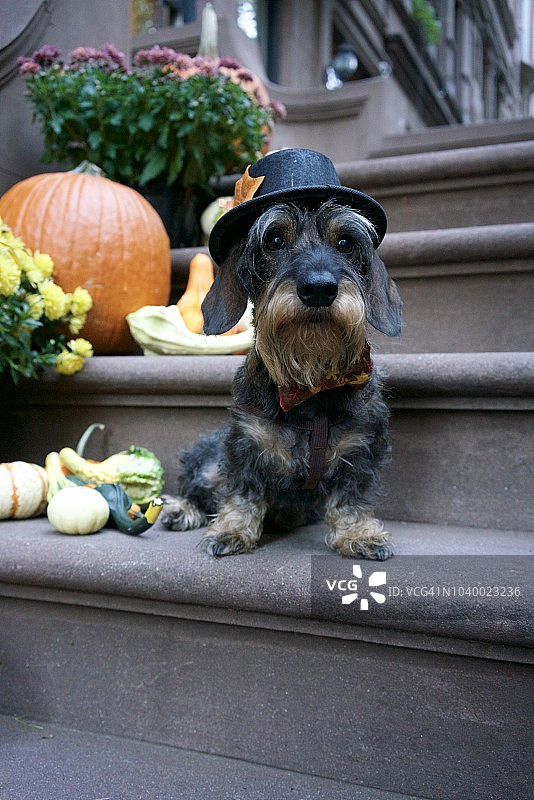 狗狗秋季节图片素材
