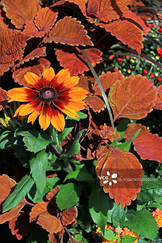 植物园内植物景观的秋色图片素材