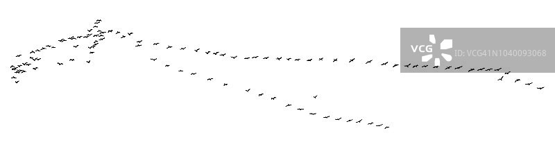 V字队形飞翔的大群鹈鹕图片素材