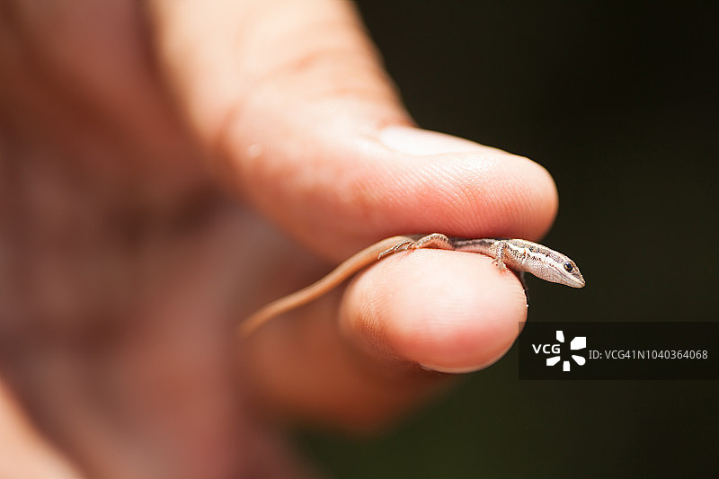 科学家手中抓住一只蜥蜴图片素材