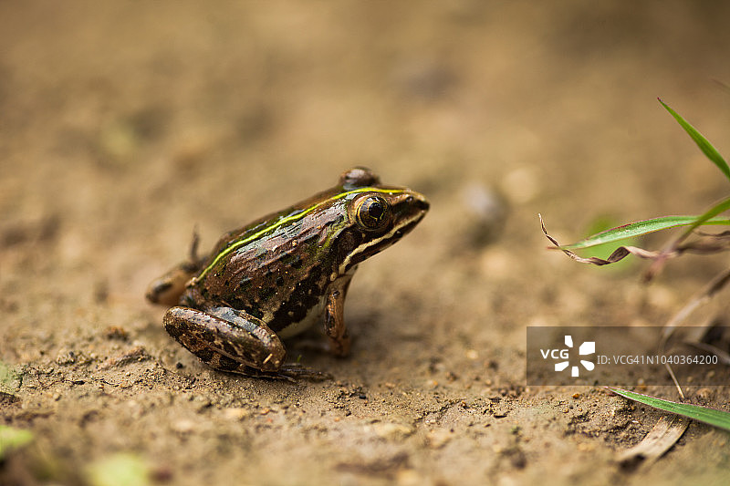 地面上的青蛙图片素材