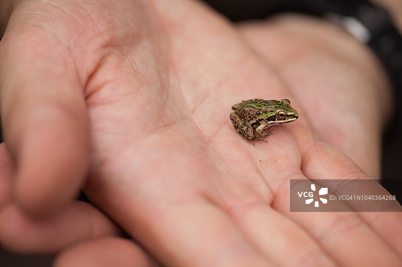 科学家手上的青蛙图片素材