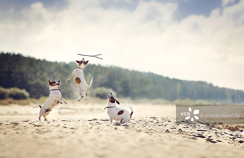 杰克罗素梗犬接住木棍图片素材