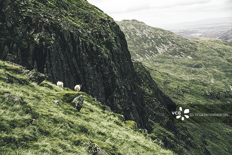 两只绵羊在陡坡上图片素材