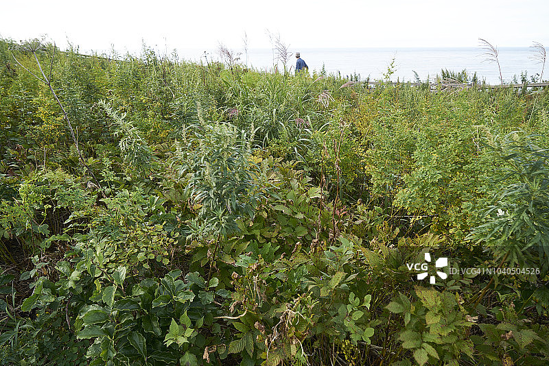 北海道宇登吕小镇和知床山脉全景（自奥伦科岩山顶）图片素材