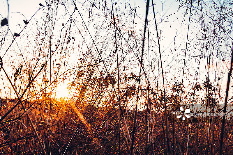 风景日落下的枯草图片素材