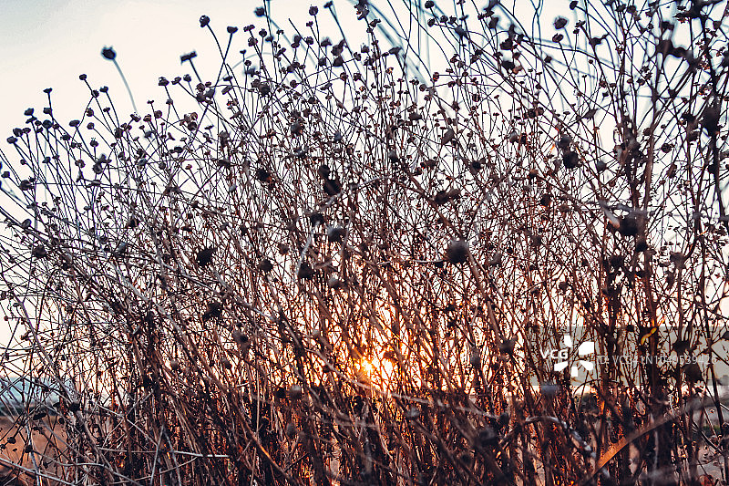 风景日落下的枯草图片素材