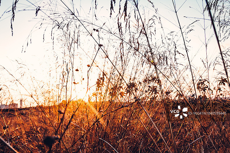 日落时分的枯草图片素材