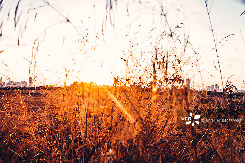 风景日落下的枯草图片素材