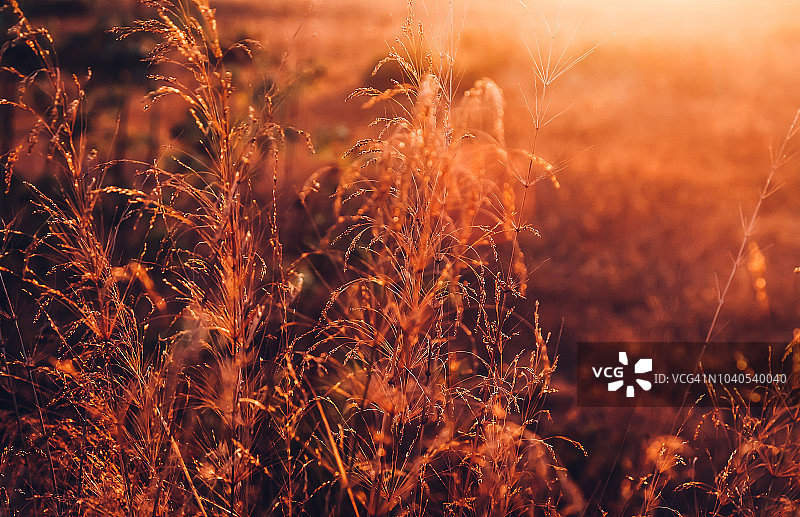 风景日落下的枯草图片素材
