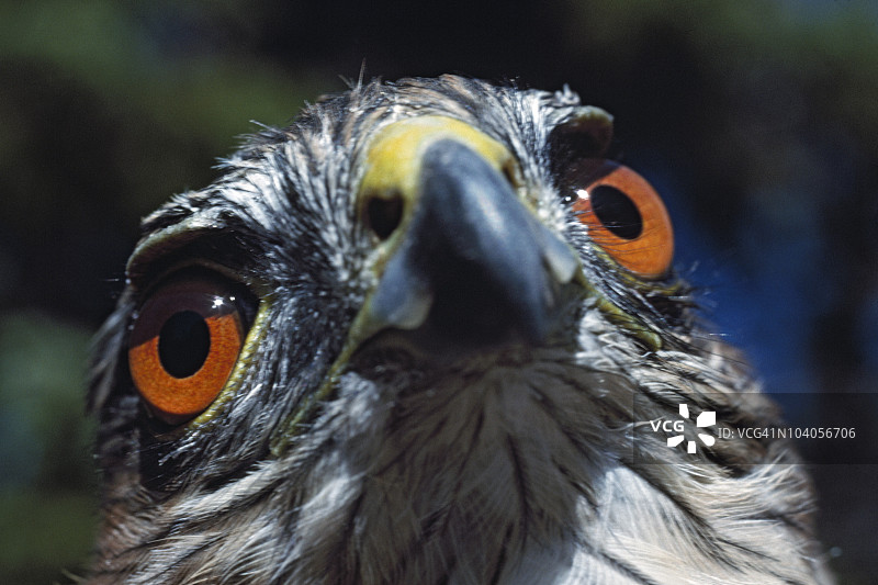 锋尾鹰的眼睛图片素材