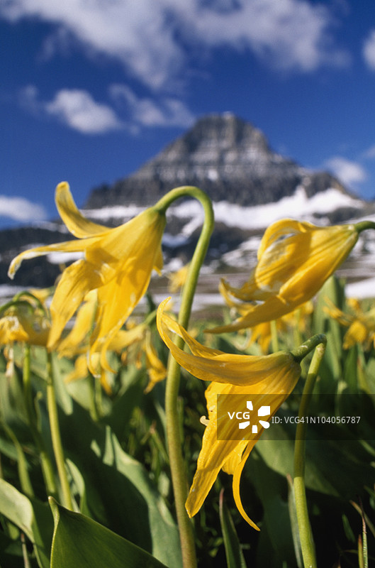 黄鹿子百合，雷诺兹山，沃特顿-冰川国际和平公园，蒙大拿州，美国图片素材