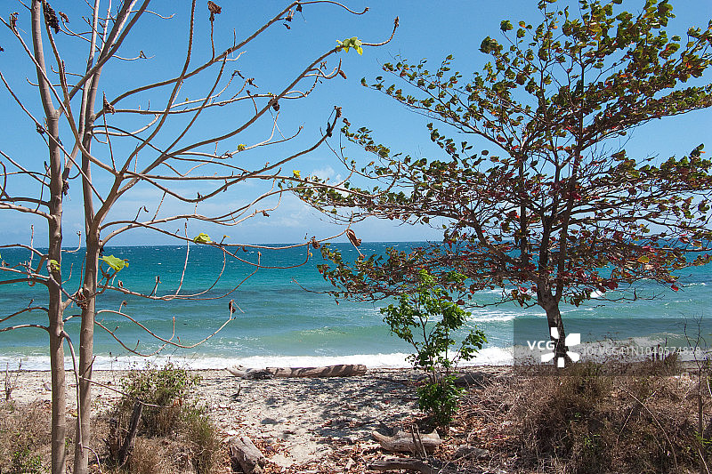 菲律宾偏远巴拉望海滩及本地植物群图片素材