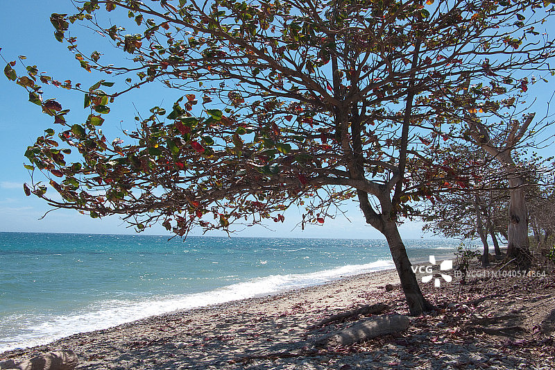 菲律宾巴拉望碧绿海滩，热带梦境图片素材