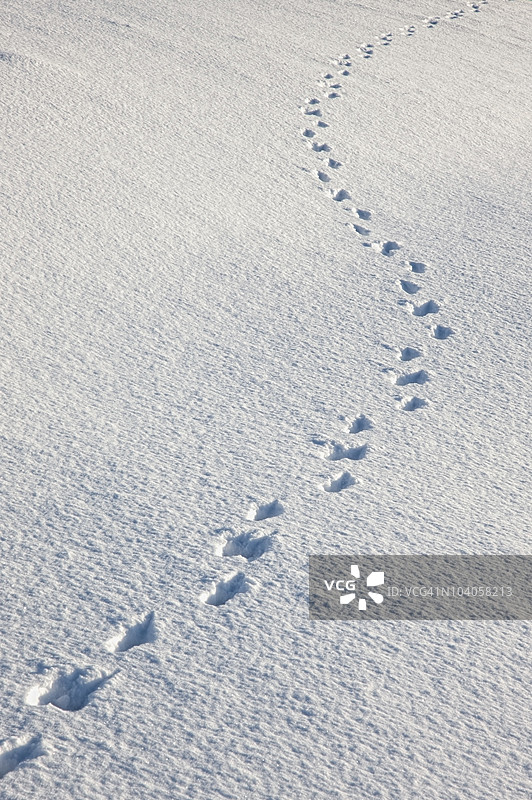雪中的动物足迹图片素材