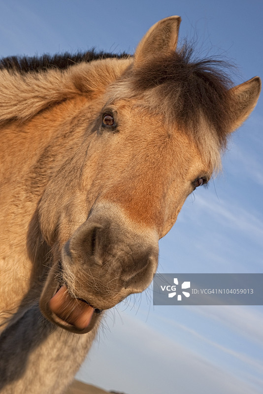 挪威峡湾马图片素材