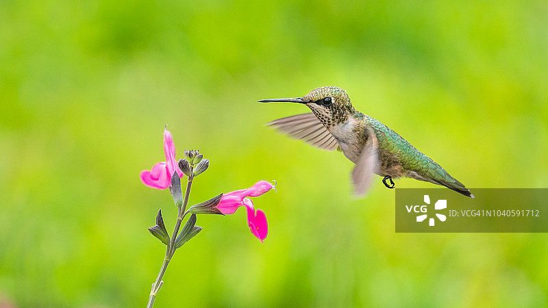 Ruby的过渡蜂鸟图片素材