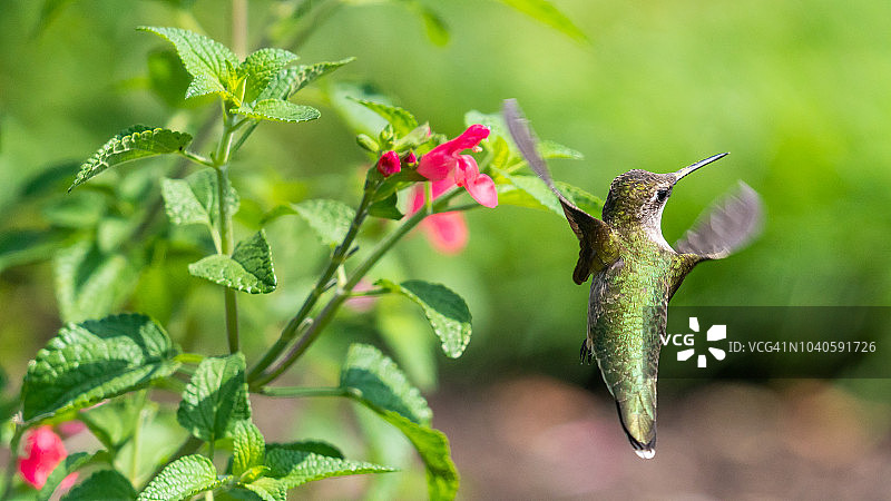Ruby的过渡蜂鸟图片素材