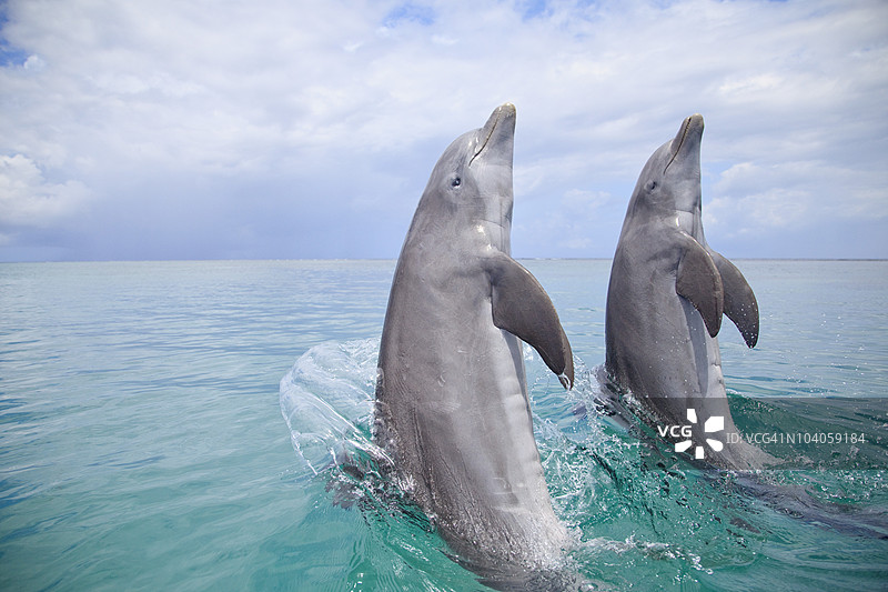 两只宽吻海豚（Tursiops Truncatus）在安东尼的钥匙度假村跃出水面图片素材