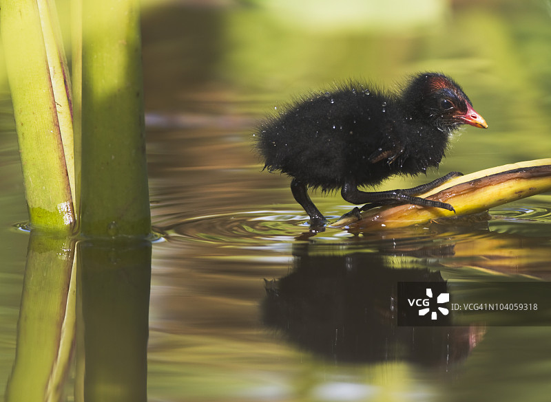 水中芋叶上的夏威夷普通野鸡雏鸟图片素材
