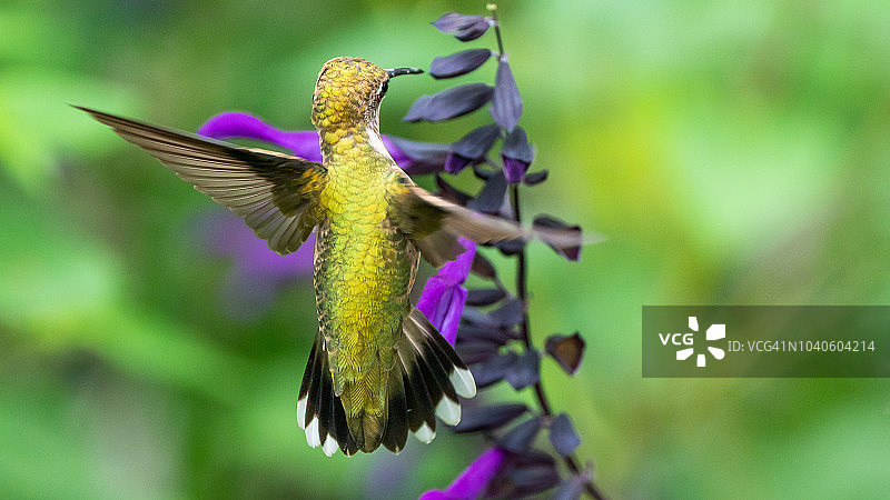 Ruby的过渡蜂鸟图片素材