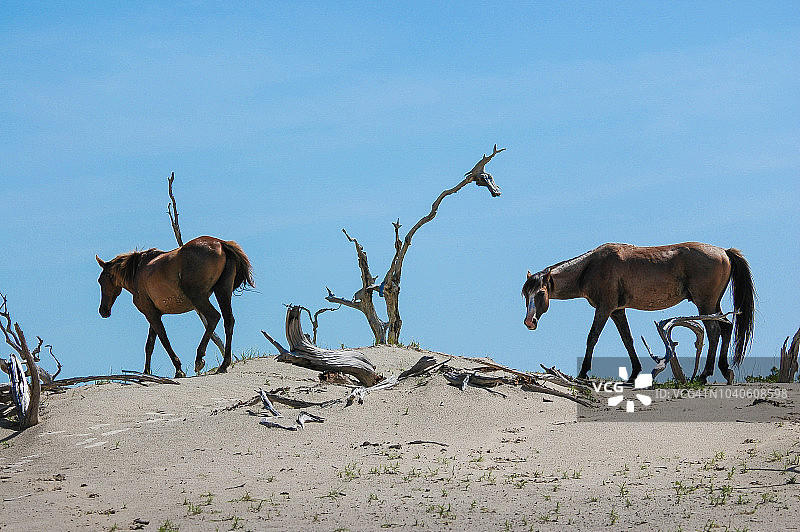 沙丘上的坎伯兰岛野马与枯树图片素材