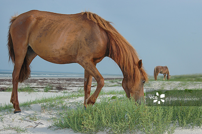 坎伯兰岛野马图片素材