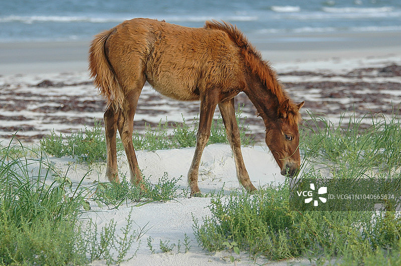 坎伯兰岛野马图片素材