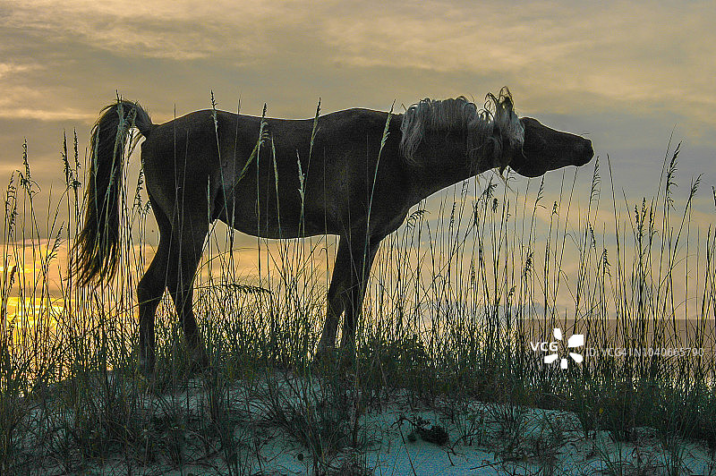 坎伯兰岛的野马和海草图片素材