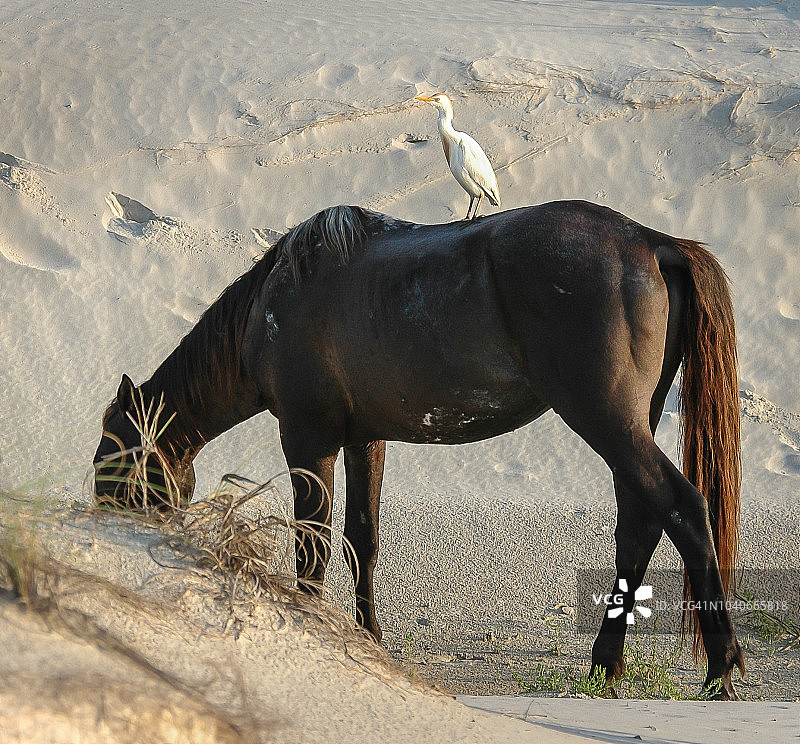 坎伯兰岛的牛背鹭和野马图片素材