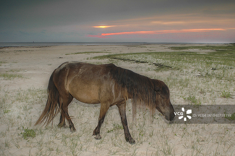沙克尔福德班克斯野马图片素材