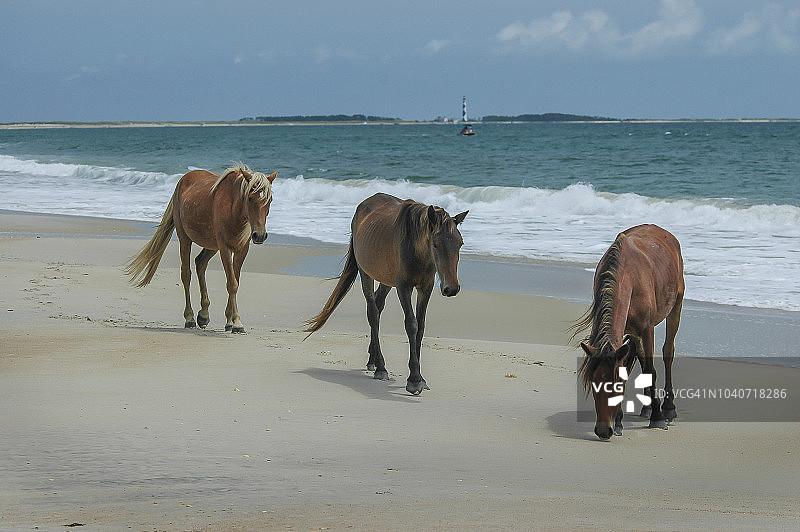 沙克尔福德班克斯野马图片素材