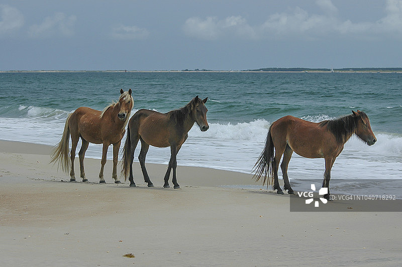 沙克尔福德班克斯野马图片素材