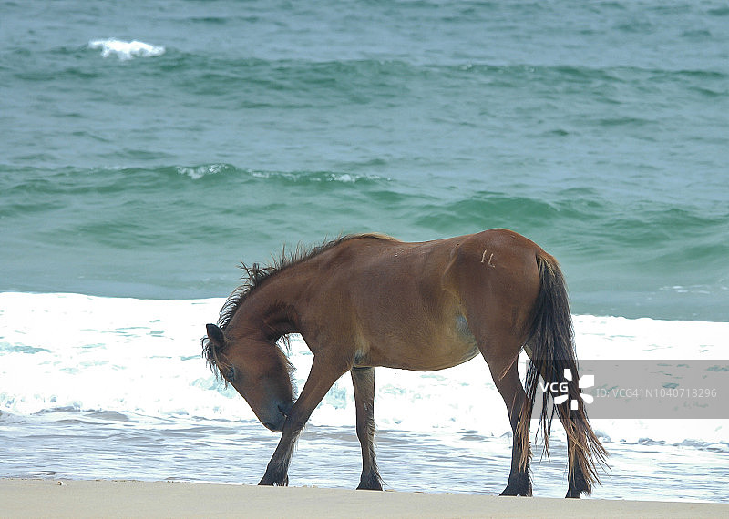 沙克尔福德岸滩野马图片素材
