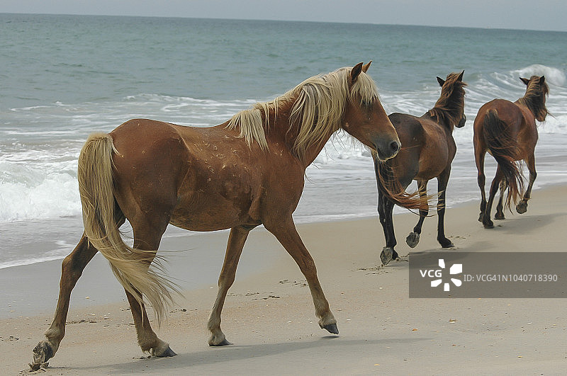 沙克尔福德班克斯野马图片素材