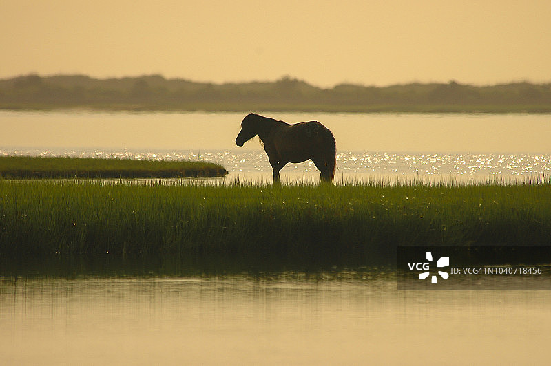 沙克尔福德班克斯野马图片素材