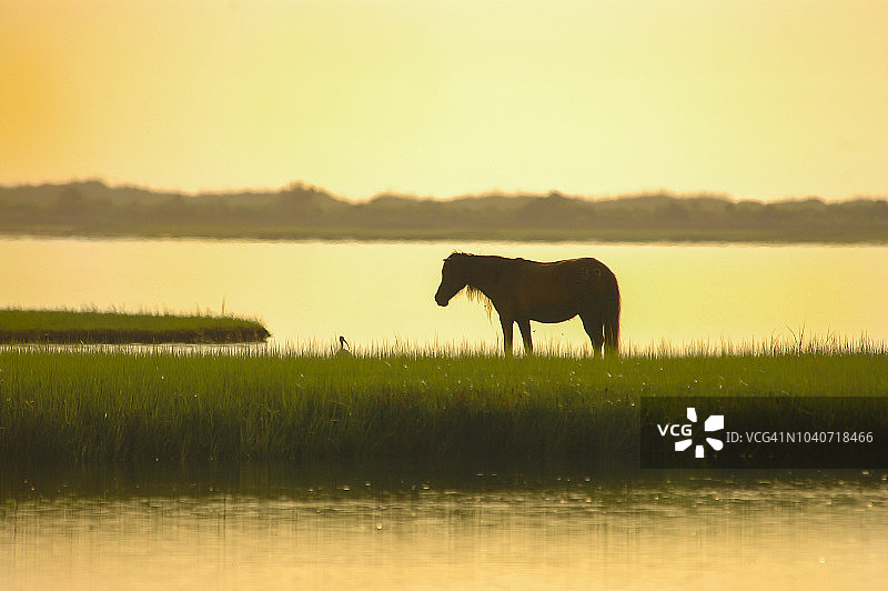 沙克尔福德班克斯野马图片素材