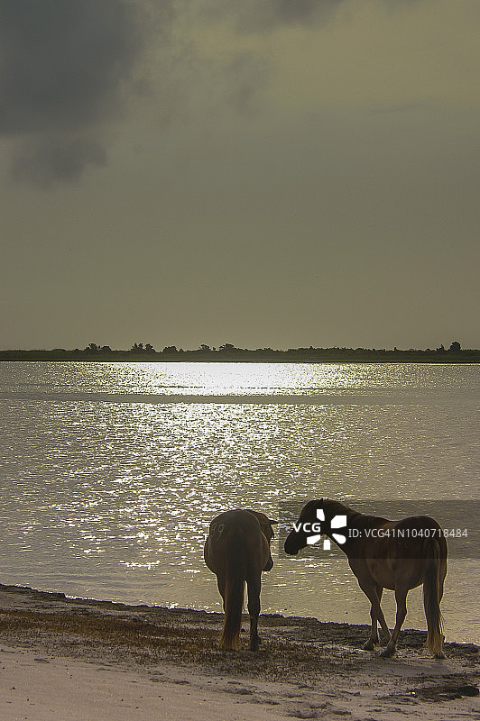 沙克尔福德班克斯野马图片素材