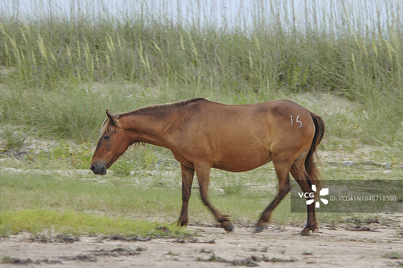 沙克尔福德岸滩野马图片素材