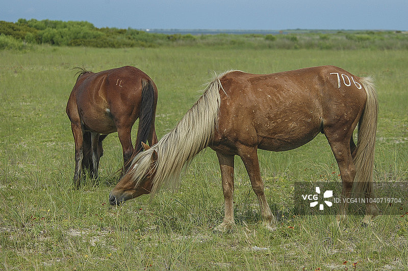 沙克尔福德班克斯野马图片素材