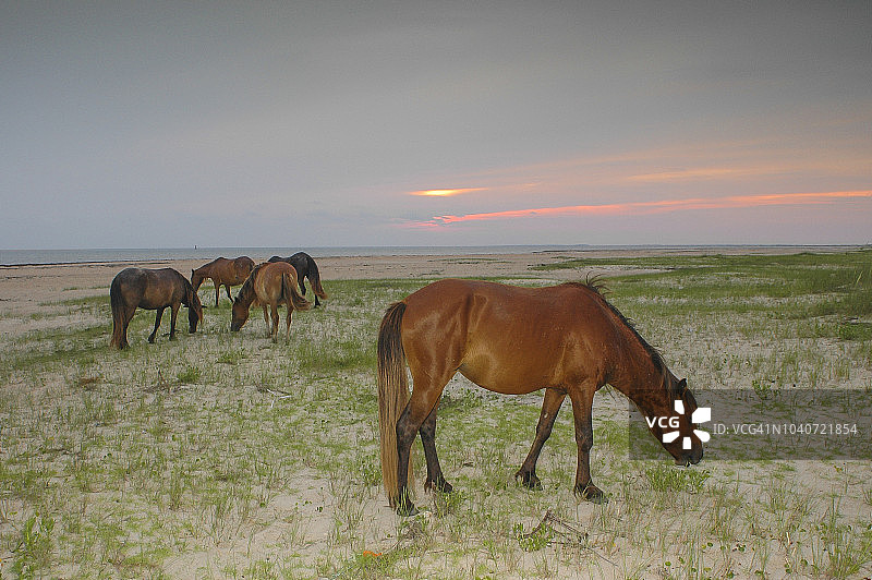 沙克尔福德班克斯野马图片素材