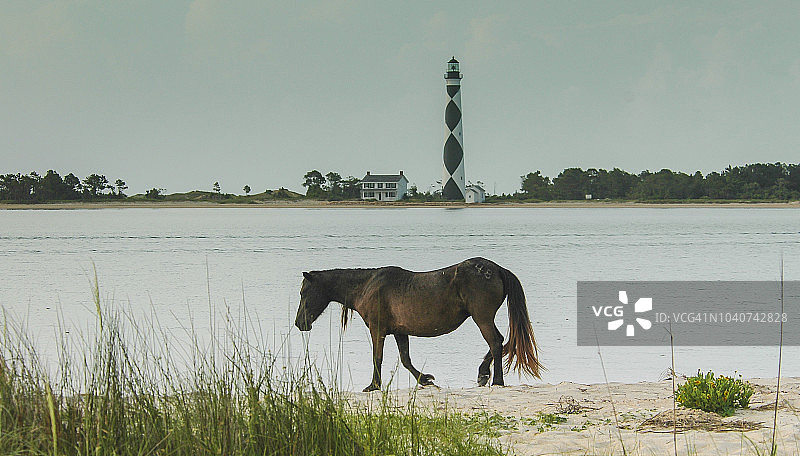 沙克尔福德班克斯野马图片素材