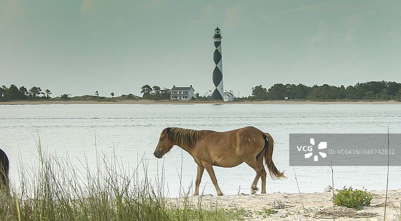 沙克尔福德班克斯野马图片素材