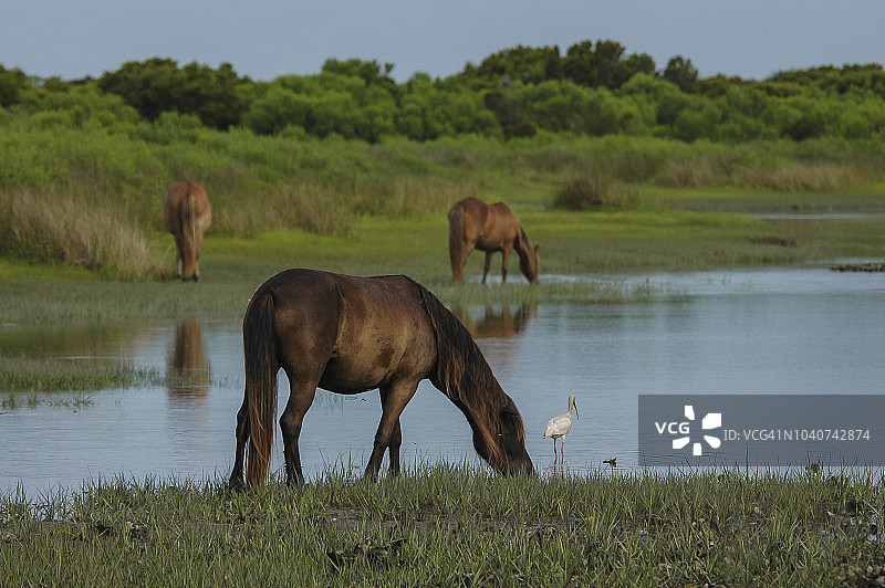 沙克尔福德岸野生马和宜必思图片素材