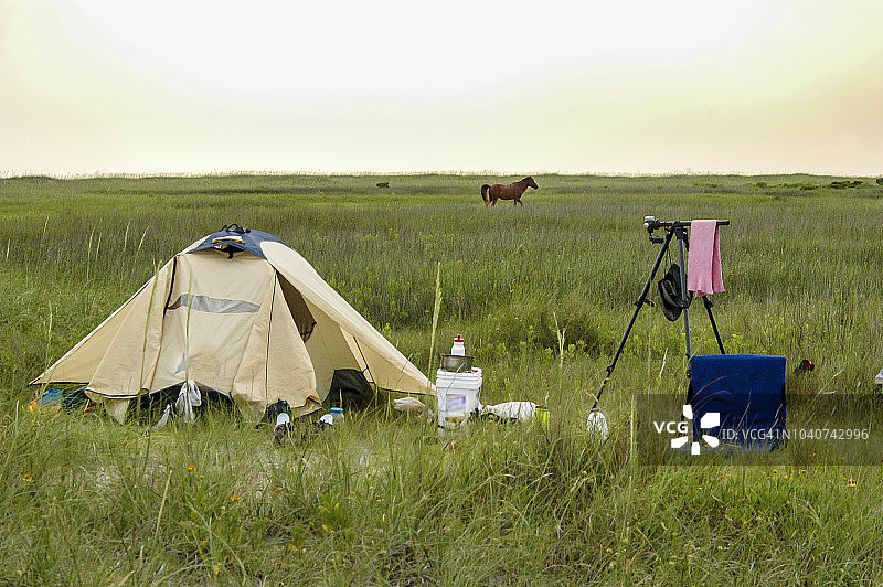 帐篷和沙克尔福德岸野生马图片素材