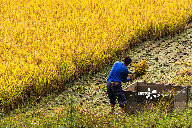 农民使用传统方法脱粒稻米图片素材