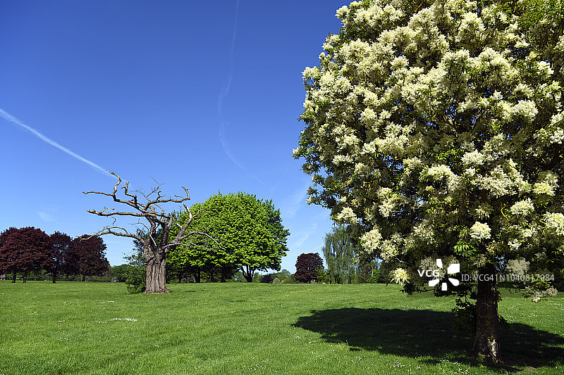 梅德斯通莫特公园图片素材
