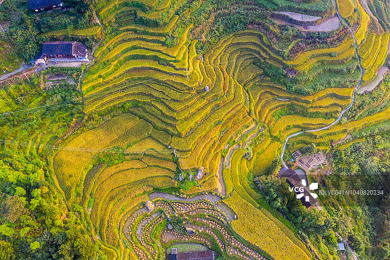紫鹊界梯田风光图片素材